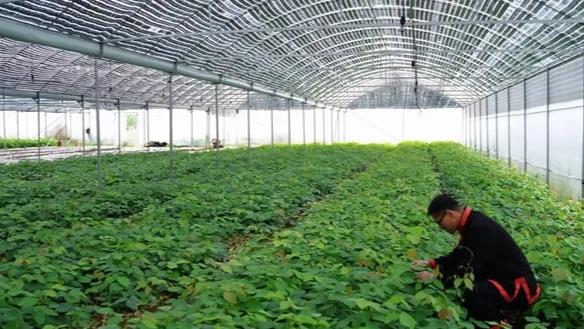 广西 | 推动中医药“走出去” 与东盟共建联合实验室